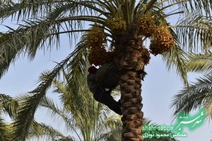 فرماندار کازرون در خشت/ عکس: محمود نوذری