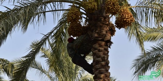 فرماندار کازرون در خشت/ عکس: محمود نوذری