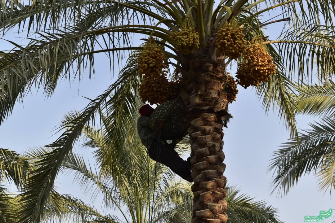 فرماندار کازرون در خشت/ عکس: محمود نوذری