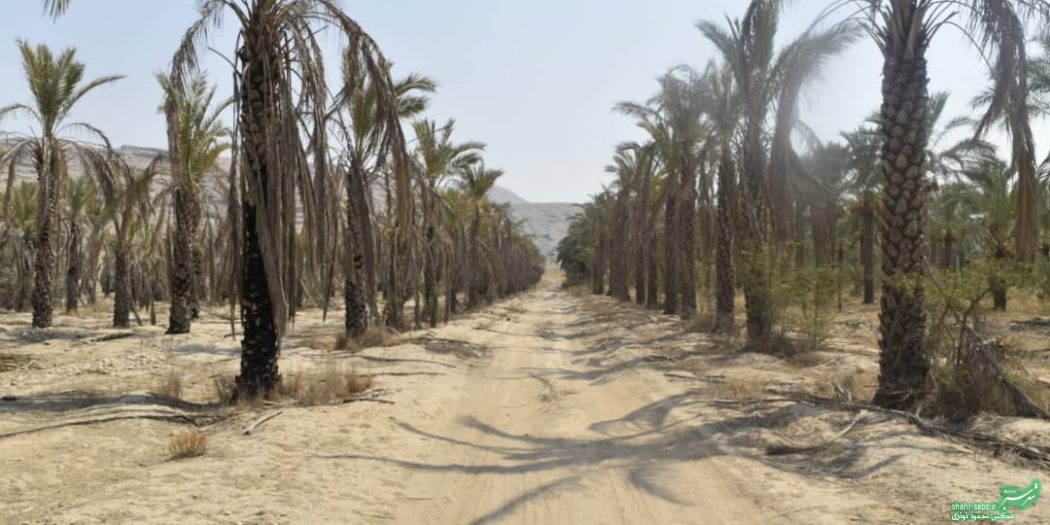 فرماندار کازرون در خشت/ عکس: محمود نوذری