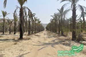 فرماندار کازرون در خشت/ عکس: محمود نوذری