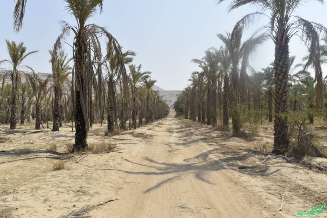 فرماندار کازرون در خشت/ عکس: محمود نوذری