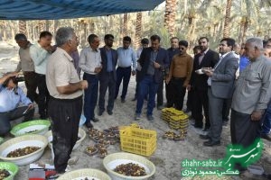 فرماندار کازرون در خشت/ عکس: محمود نوذری