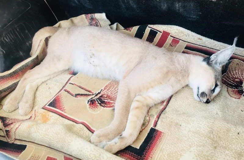 کاراکال (سیاه گوش ایرانی) در کازرون