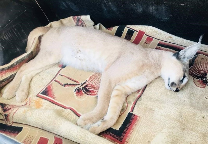 کاراکال (سیاه گوش ایرانی) در کازرون