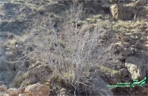 پاییزان شیراز/ عکس: محمدمهدی اسدزاده