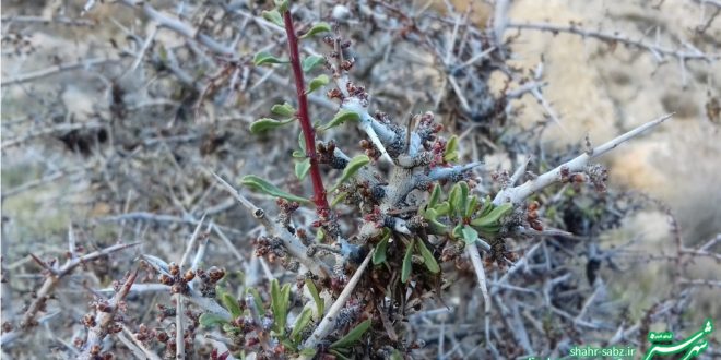 پاییزان شیراز/ عکس: محمدمهدی اسدزاده