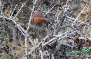 پاییزان شیراز/ عکس: محمدمهدی اسدزاده