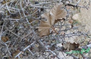 پاییزان شیراز/ عکس: محمدمهدی اسدزاده