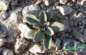 پاییزان شیراز/ عکس: محمدمهدی اسدزاده