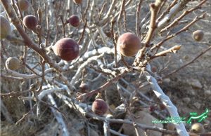 درخت انجیر/ پاییزان شیراز/ عکس: محمدمهدی اسدزاده