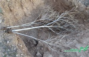 پاییزان شیراز/ عکس: محمدمهدی اسدزاده