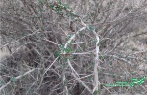 پاییزان شیراز/ عکس: محمدمهدی اسدزاده