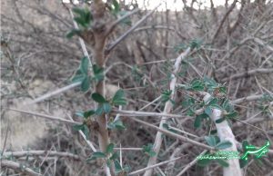 پاییزان شیراز/ عکس: محمدمهدی اسدزاده