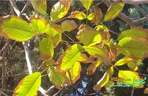 برگ زرد/ پاییز/ عکس: فاطمه احمدیان