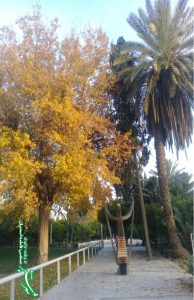 سبز و زرد طبیعت/ پاییز/ عکس: فاطمه احمدیان