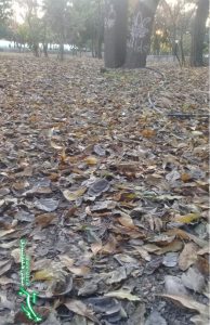 مرگ برگ/ پاییز/ عکس: فاطمه احمدیان