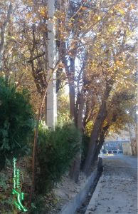 سبز و زرد طبیعت/ پاییز/ عکس: فاطمه احمدیان