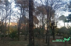 سبز و زرد طبیعت/ پاییز/ عکس: فاطمه احمدیان