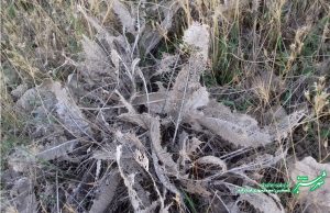 پاییزان شیراز/ عکس: محمدمهدی اسدزاده