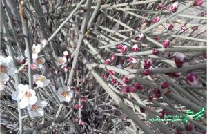 شکوفه های آخرک/ طبیعت در نبرد پایانی زمستان/ عکس: محمدمهدی اسدزاده