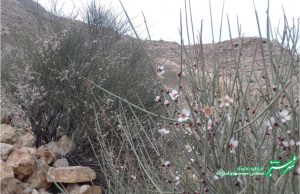 شکوفه های آخرک/ طبیعت در نبرد پایانی زمستان/ عکس: محمدمهدی اسدزاده