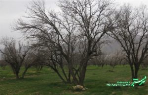 طبیعت در نبرد پایانی زمستان/ عکس: محمدمهدی اسدزاده