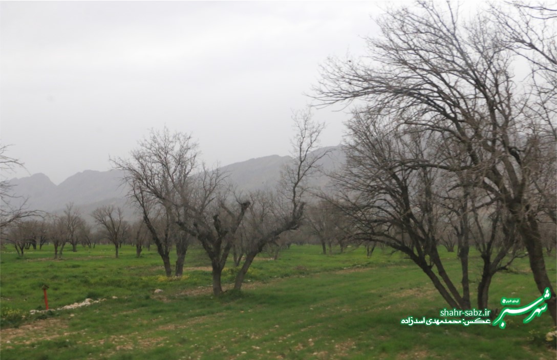 دشت برم/ طبیعت در نبرد پایانی زمستان/ عکس: محمدمهدی اسدزاده