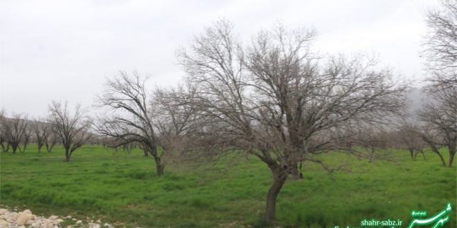 دشت برم/ طبیعت در نبرد پایانی زمستان/ عکس: محمدمهدی اسدزاده